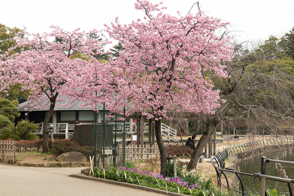 2022　千葉公園のサクラ開花予想 3月24日