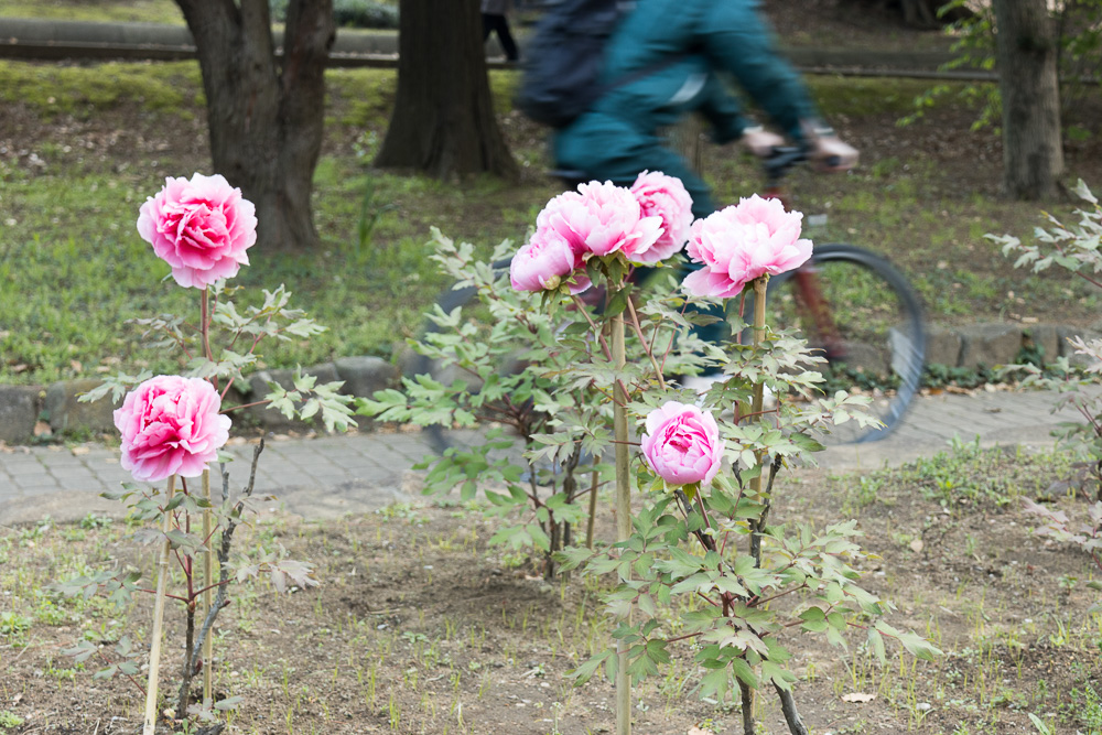 千葉公園の四季 21 04 09 桜からチューリップや牡丹 芍薬に移ろう春に Dc会館レンタルルーム