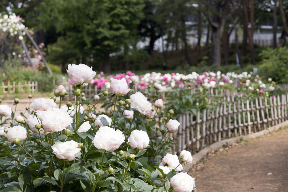 千葉公園の四季（2021/05/11）芍薬園開花、ハス池の様子